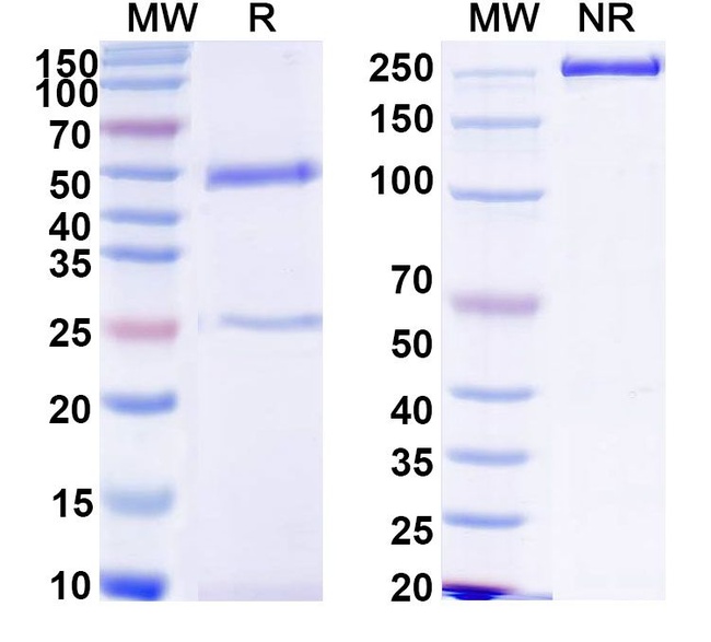 Human IgG1 LALA Isotype Control in SDS-PAGE (SDS-PAGE)