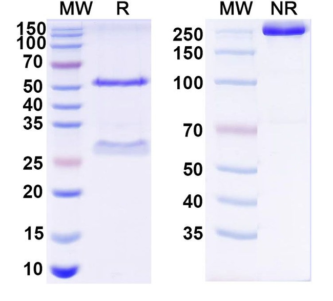 Human IgG1 lambda Isotype Control in SDS-PAGE (SDS-PAGE)