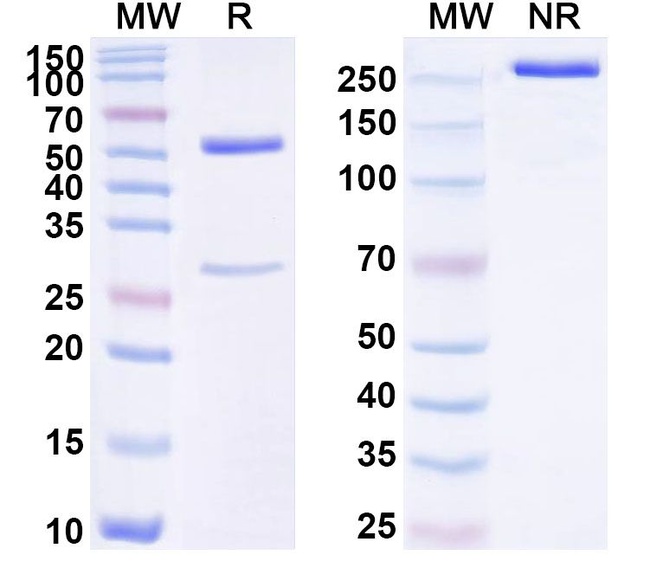 Human IgG1/IgG2 kappa Isotype Control in SDS-PAGE (SDS-PAGE)