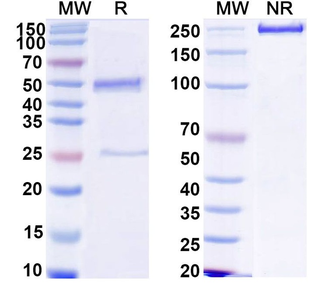 Human IgG3 Isotype Control in SDS-PAGE (SDS-PAGE)