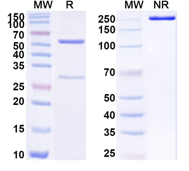 Human IgG3 lambda Isotype Control in SDS-PAGE (SDS-PAGE)