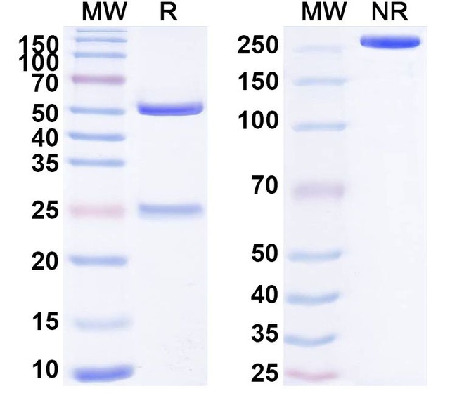 Human IgG4 (S228P) lambda Isotype Control in SDS-PAGE (SDS-PAGE)