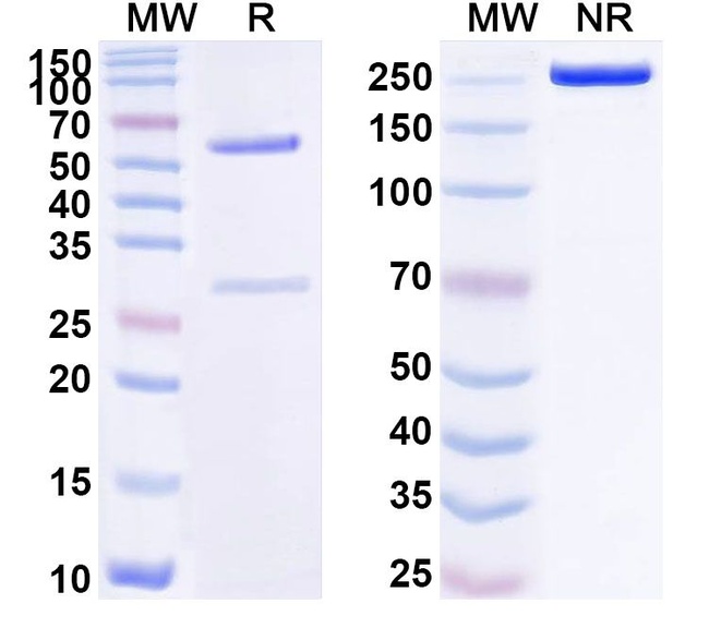 Human IgG4 (S228P, D265A, L309V, R409K) kappa Isotype Control in SDS-PAGE (SDS-PAGE)
