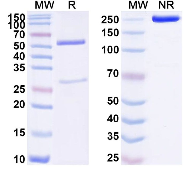 Human IgG4 (S228P, F234A, L235A) lambda Isotype Control in SDS-PAGE (SDS-PAGE)