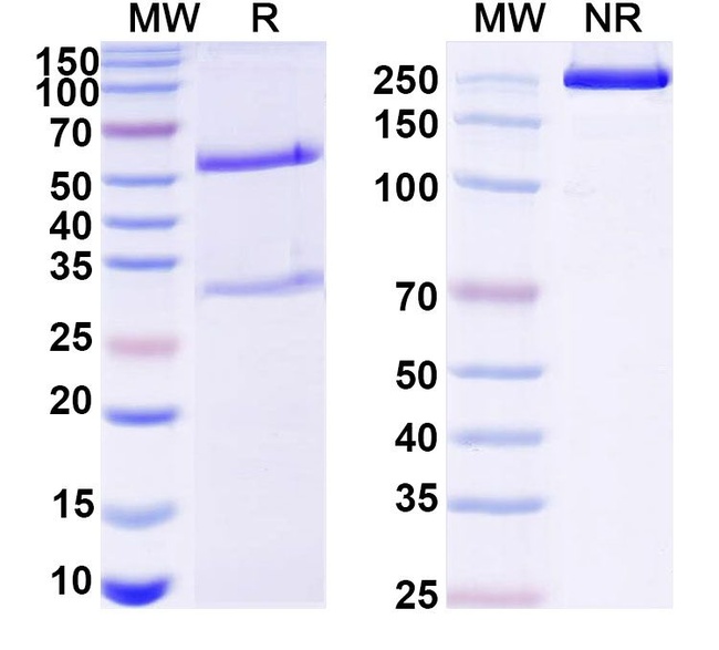 Mouse IgG1 (D265A) kappa Isotype Control in SDS-PAGE (SDS-PAGE)