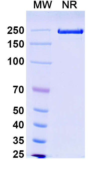Mouse IgG1 (Silence) kappa Isotype Control in SDS-PAGE (SDS-PAGE)