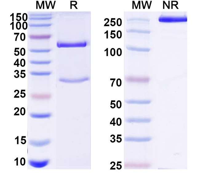 Mouse IgG1 kappa Isotype Control in SDS-PAGE (SDS-PAGE)