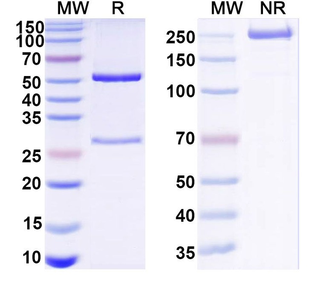 Mouse IgG2a Isotype Control in SDS-PAGE (SDS-PAGE)