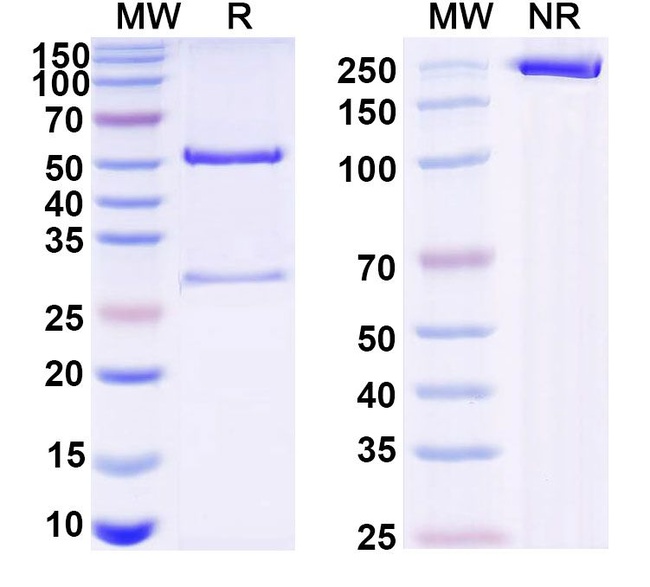 Mouse IgG2a kappa Isotype Control in SDS-PAGE (SDS-PAGE)