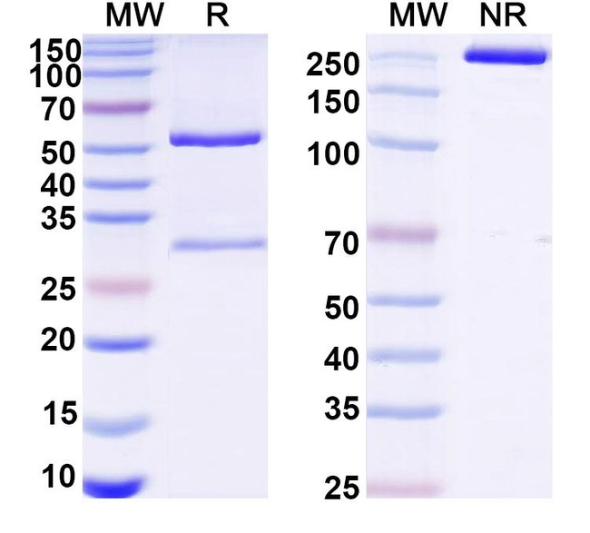 Mouse IgG2b kappa Isotype Control in SDS-PAGE (SDS-PAGE)