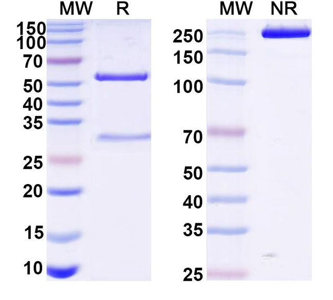 Mouse IgG2b kappa Isotype Control in SDS-PAGE (SDS-PAGE)