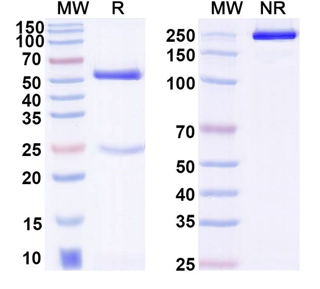 Mouse IgG2c Isotype Control in SDS-PAGE (SDS-PAGE)