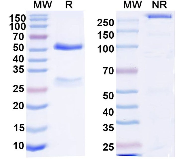 Mouse IgG3 kappa Isotype Control in SDS-PAGE (SDS-PAGE)