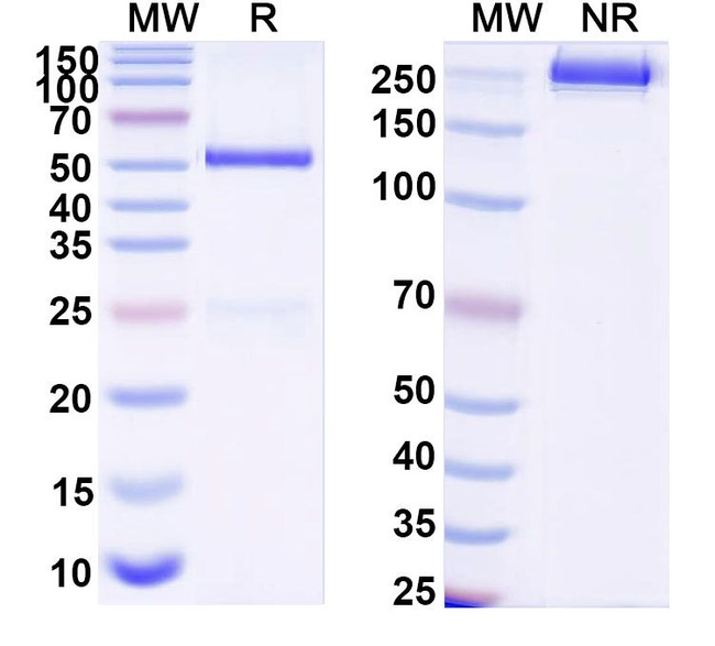 Rat IgG1 Isotype Control in SDS-PAGE (SDS-PAGE)
