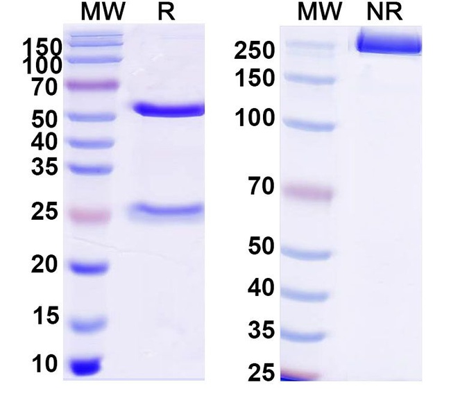 Rat IgG2b Isotype Control in SDS-PAGE (SDS-PAGE)
