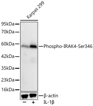 Phospho-IRAK4 (Ser346) Antibody in Western Blot (WB)