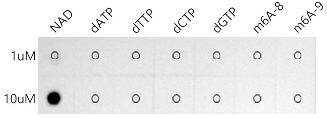Coenzyme NAD Antibody in Peptide array (ARRAY)