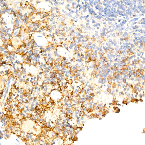 F4/80 Antibody in Immunohistochemistry (Paraffin) (IHC (P))