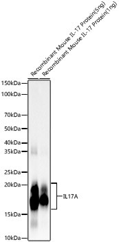 IL-17A Antibody in Western Blot (WB)