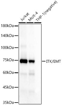 ITK Antibody in Western Blot (WB)