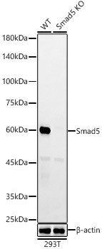 SMAD5 Antibody in Western Blot (WB)
