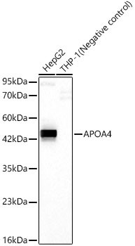 Apolipoprotein A4 Antibody in Western Blot (WB)
