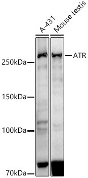 ATR Antibody in Western Blot (WB)