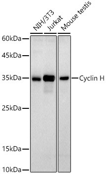 Cyclin H Antibody in Western Blot (WB)