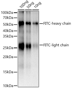 FITC/5-FAM/6-FAM Antibody in Western Blot (WB)