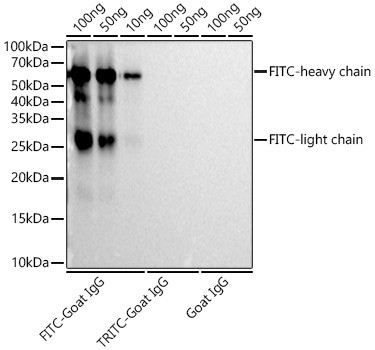 FITC/5-FAM/6-FAM Antibody in Western Blot (WB)