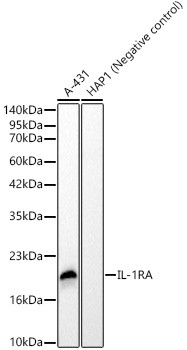 IL1RA Antibody in Western Blot (WB)
