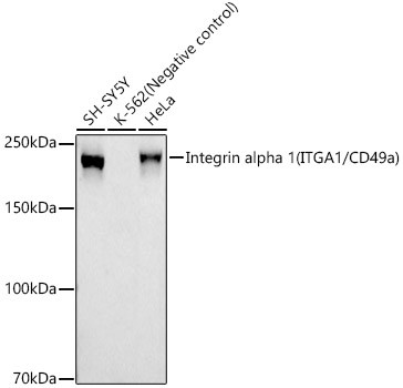 CD49a (Integrin alpha 1) Antibody in Western Blot (WB)