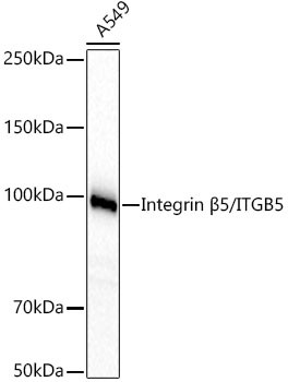 Integrin beta 5 Antibody in Western Blot (WB)