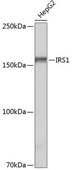 IRS1 Antibody in Western Blot (WB)