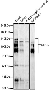 NFATC1 Antibody in Western Blot (WB)