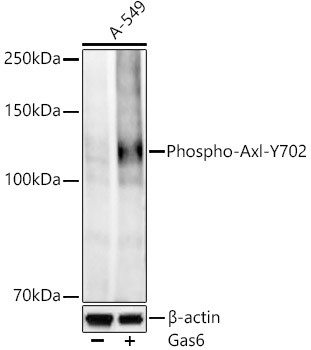 Phospho-Axl (Tyr702) Antibody in Western Blot (WB)