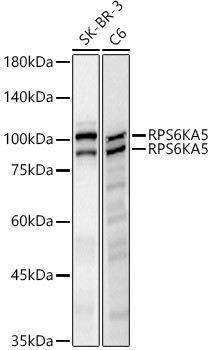MSK1 Antibody in Western Blot (WB)