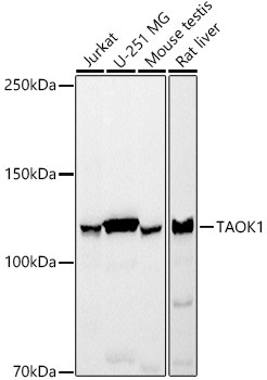 TAOK1 Antibody in Western Blot (WB)