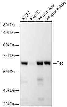 TEC Antibody in Western Blot (WB)
