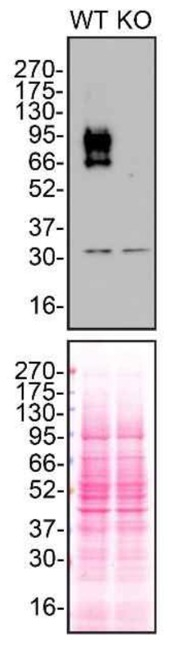 TGFBR2 Antibody in Western Blot (WB)