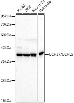 UCH37 Antibody in Western Blot (WB)