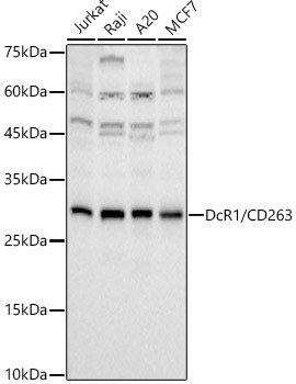 CD263 (TRAIL-R3) Antibody in Western Blot (WB)