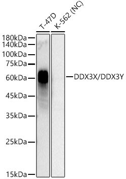 CD263 (TRAIL-R3) Antibody in Western Blot (WB)