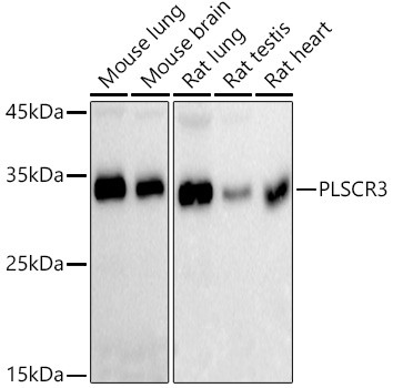 PLSCR3 Antibody in Western Blot (WB)