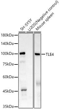 TLE4 Antibody in Western Blot (WB)