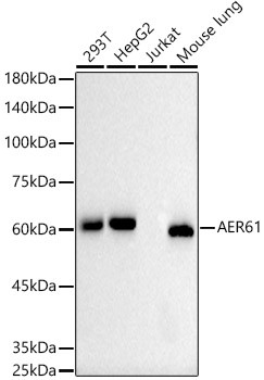 EOGT Antibody in Western Blot (WB)