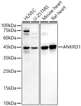 CARP Antibody in Western Blot (WB)