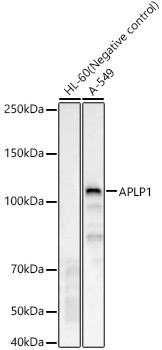 APLP1 Antibody in Western Blot (WB)