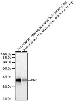 Monkeypox Virus B6R (strain Zaire-96-I-16) Antibody in Western Blot (WB)