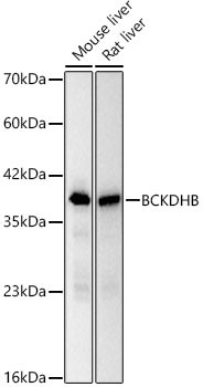 BCKDHB Antibody in Western Blot (WB)